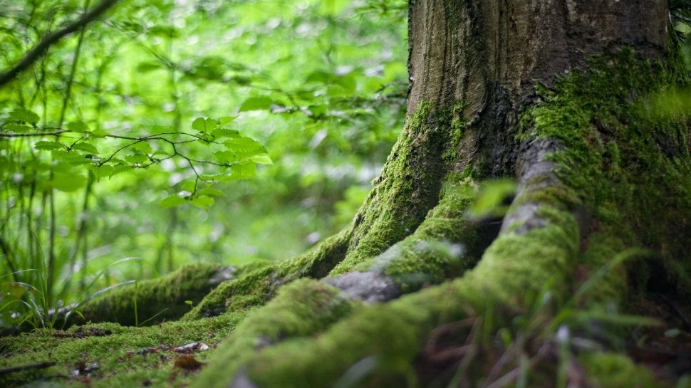 Course Dates The Forest Bathing Institute